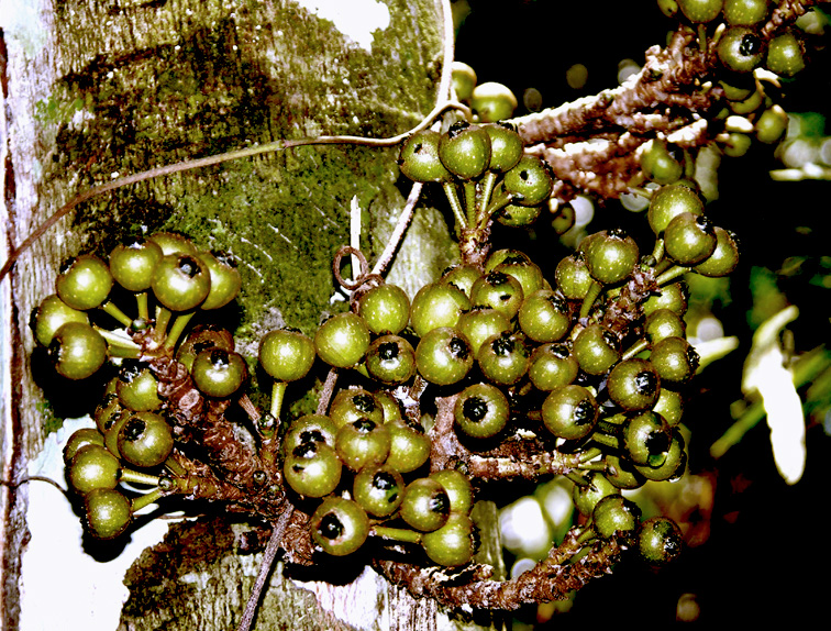 Ficus fistulosa Poring Hot Springs